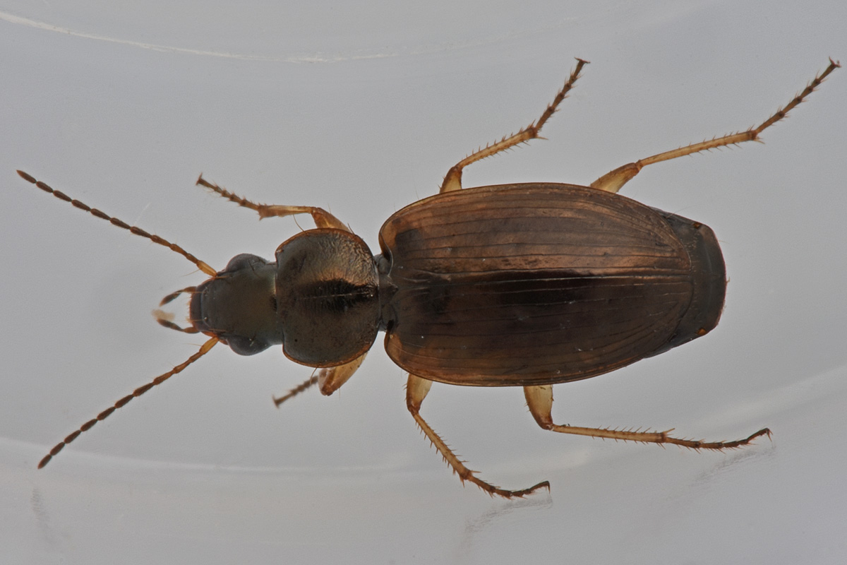 Carabidae: Olisthopus glabricollis & fuscatus?